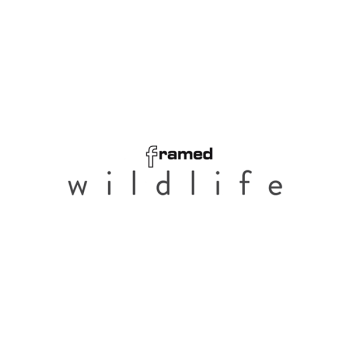 Framed Wildlife